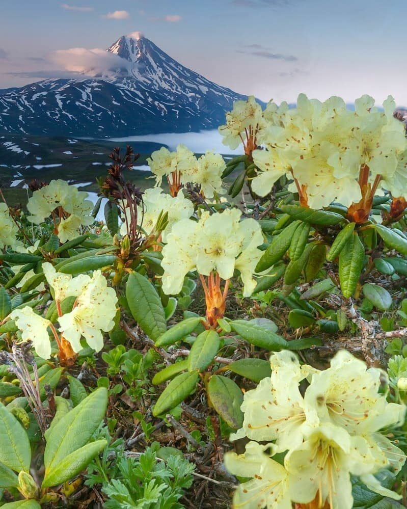 Рододендрон и вулкан Камчатка