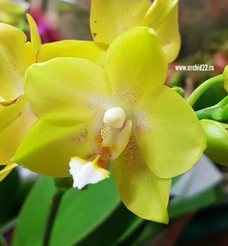 Орхидея Sogo Pride