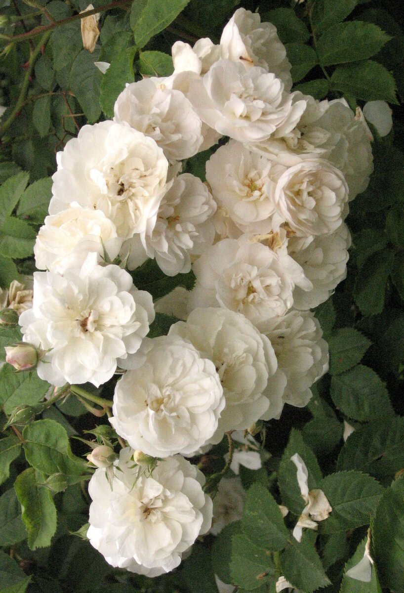 Роза полиантовая флорибунда