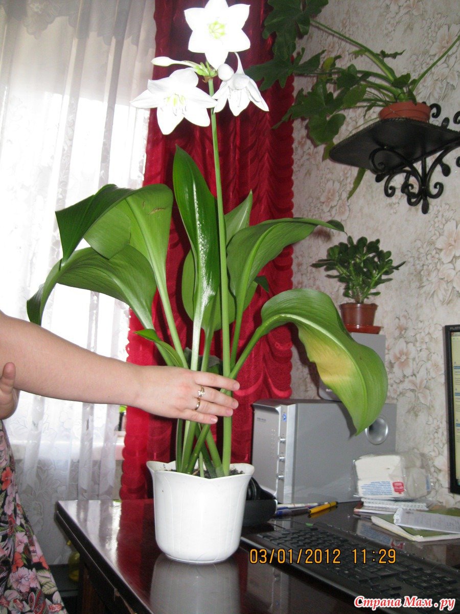 Амазонская Лилия эухарис комнатный цветок красный