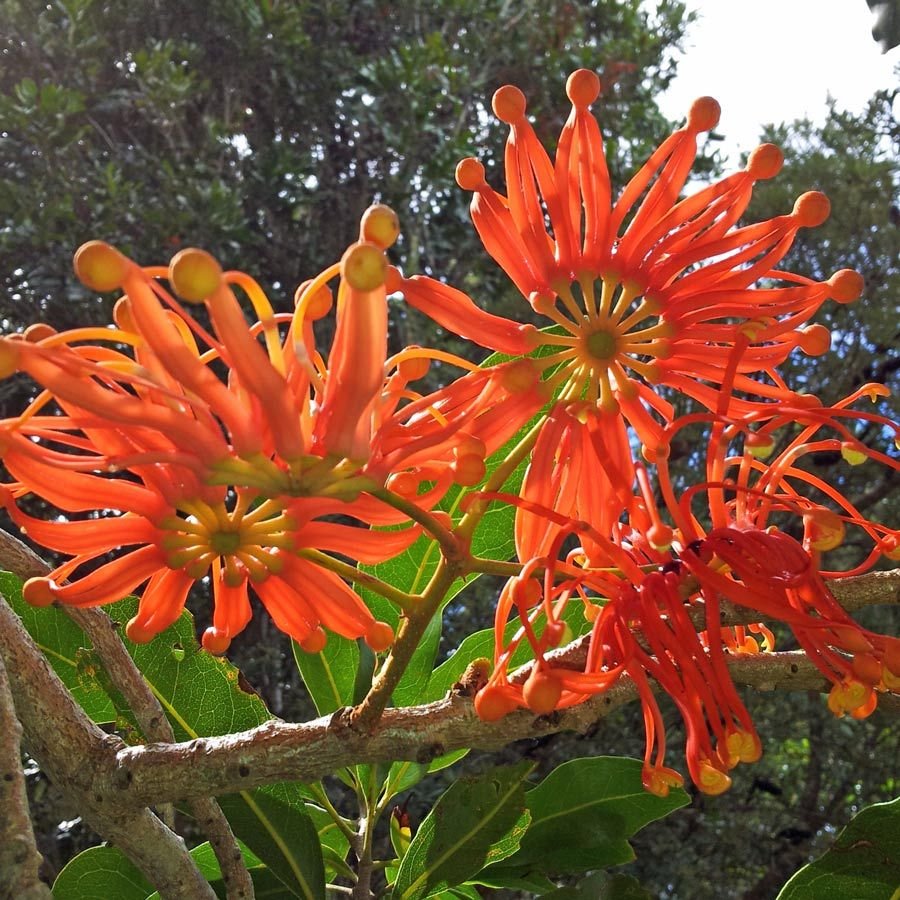 Stenocarpus sinuatus