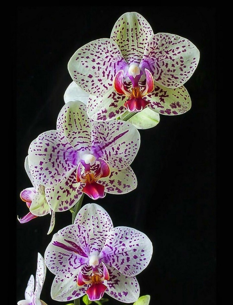 Орхидея Phalaenopsis Mariola