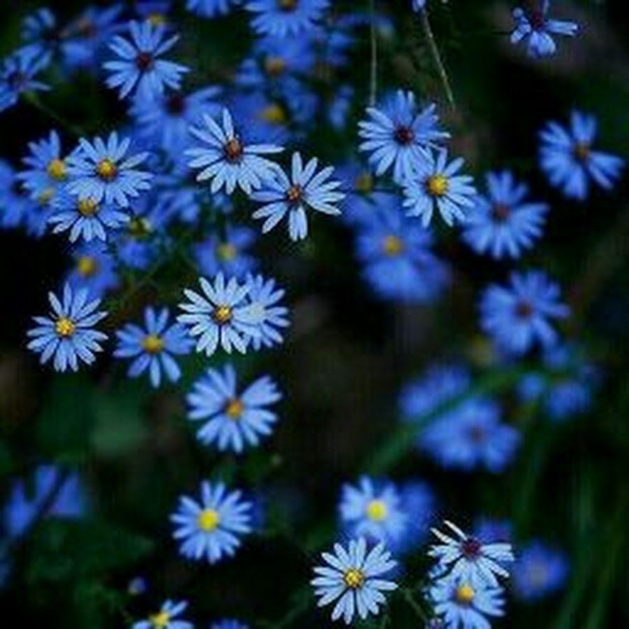 Голубые цветочки полевые