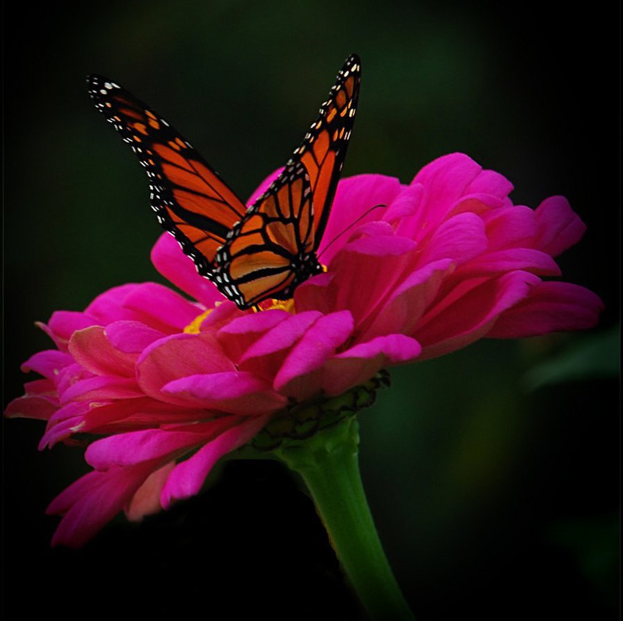 Красивые афоризмы про бабочек