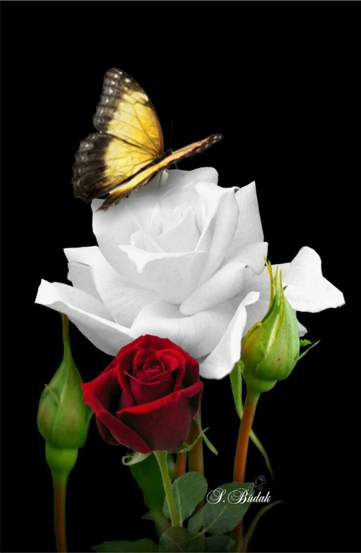 Белые розы с бабочками