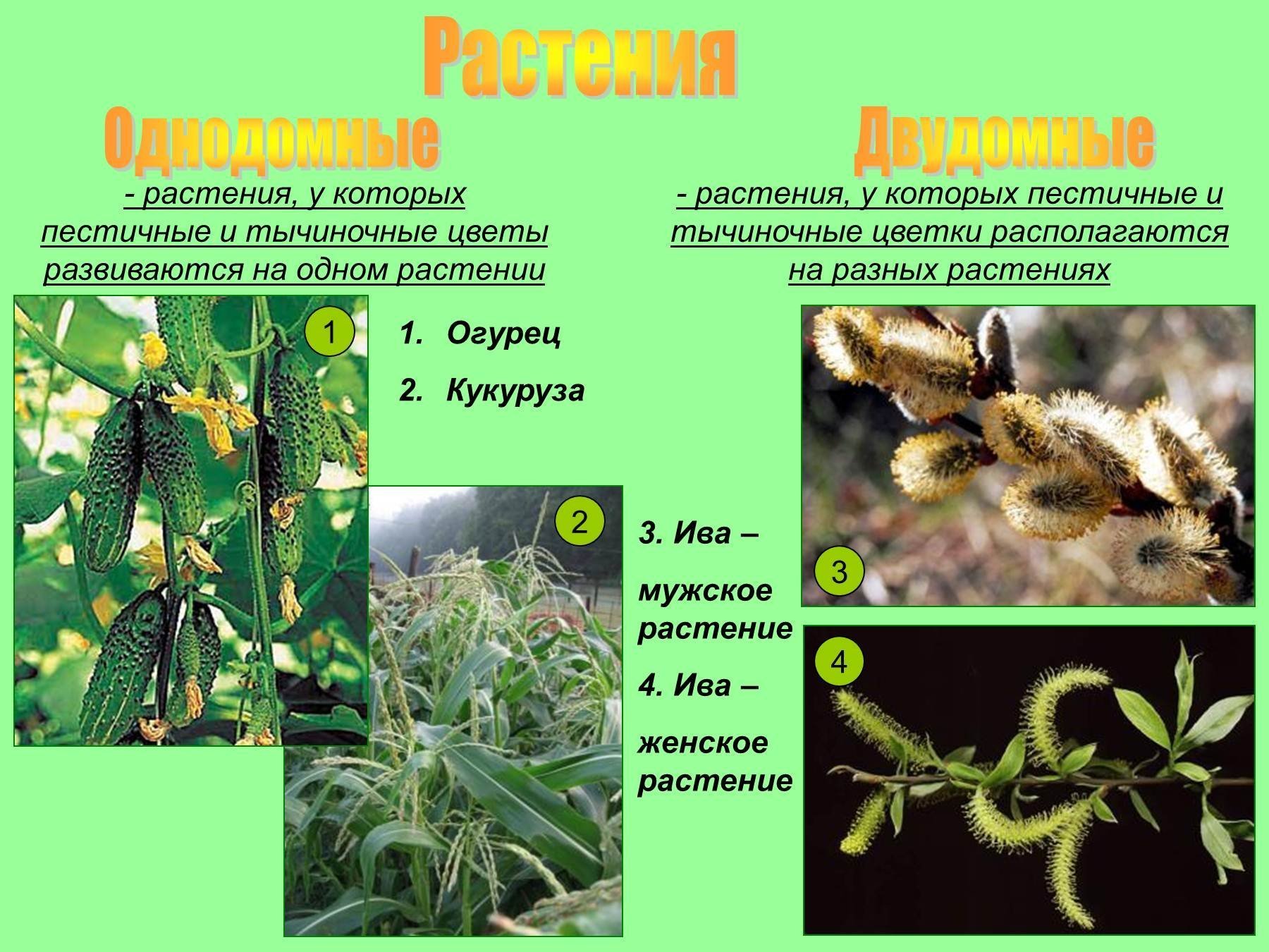 Виды стения. Однодомные растения это в биологии 6 класс. Однодомные растения 6 класс. Однодомные и двудомные растения. Однодомные растения примеры.