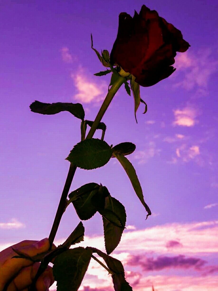 Розы Эстетика закат