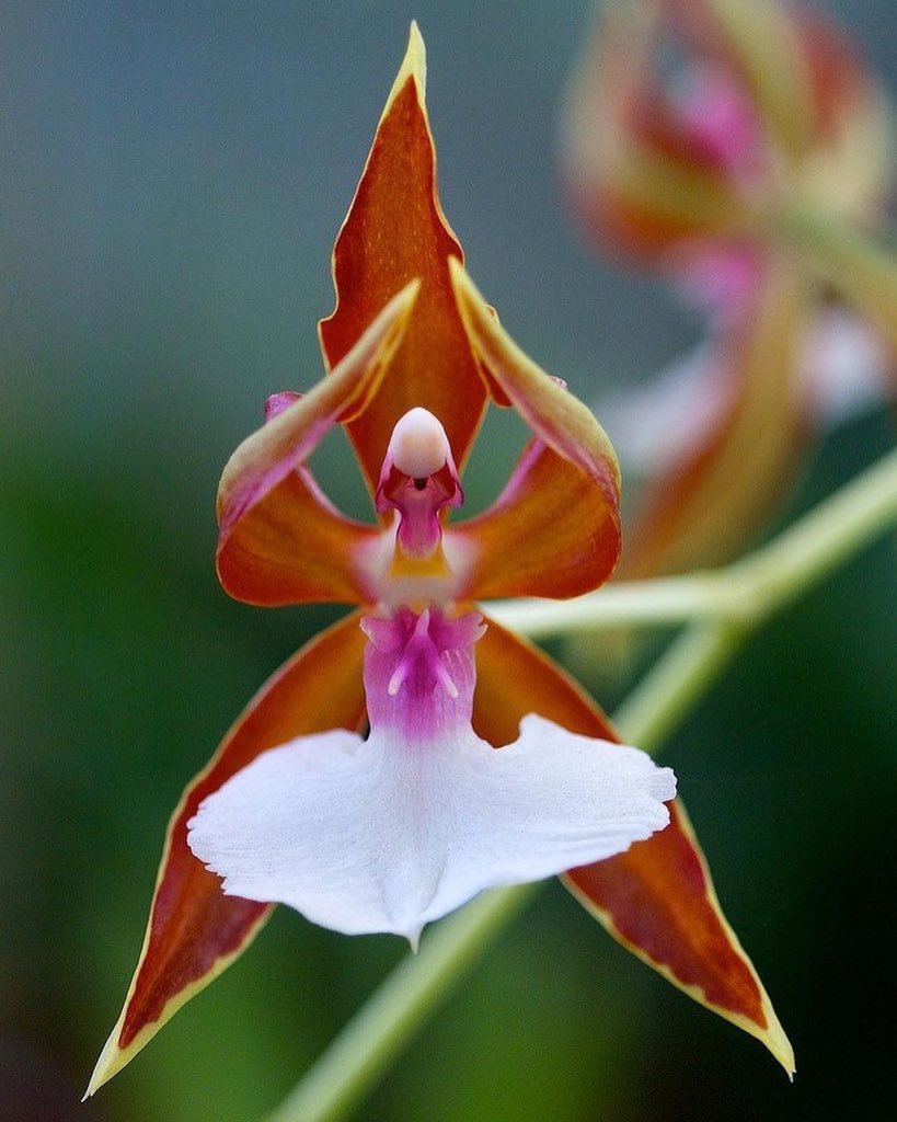 Орхидея Impatiens Bequaertii