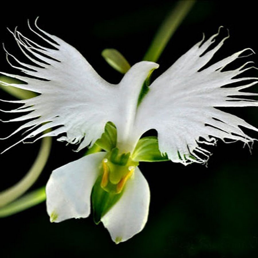 Цветок с белой стрелой