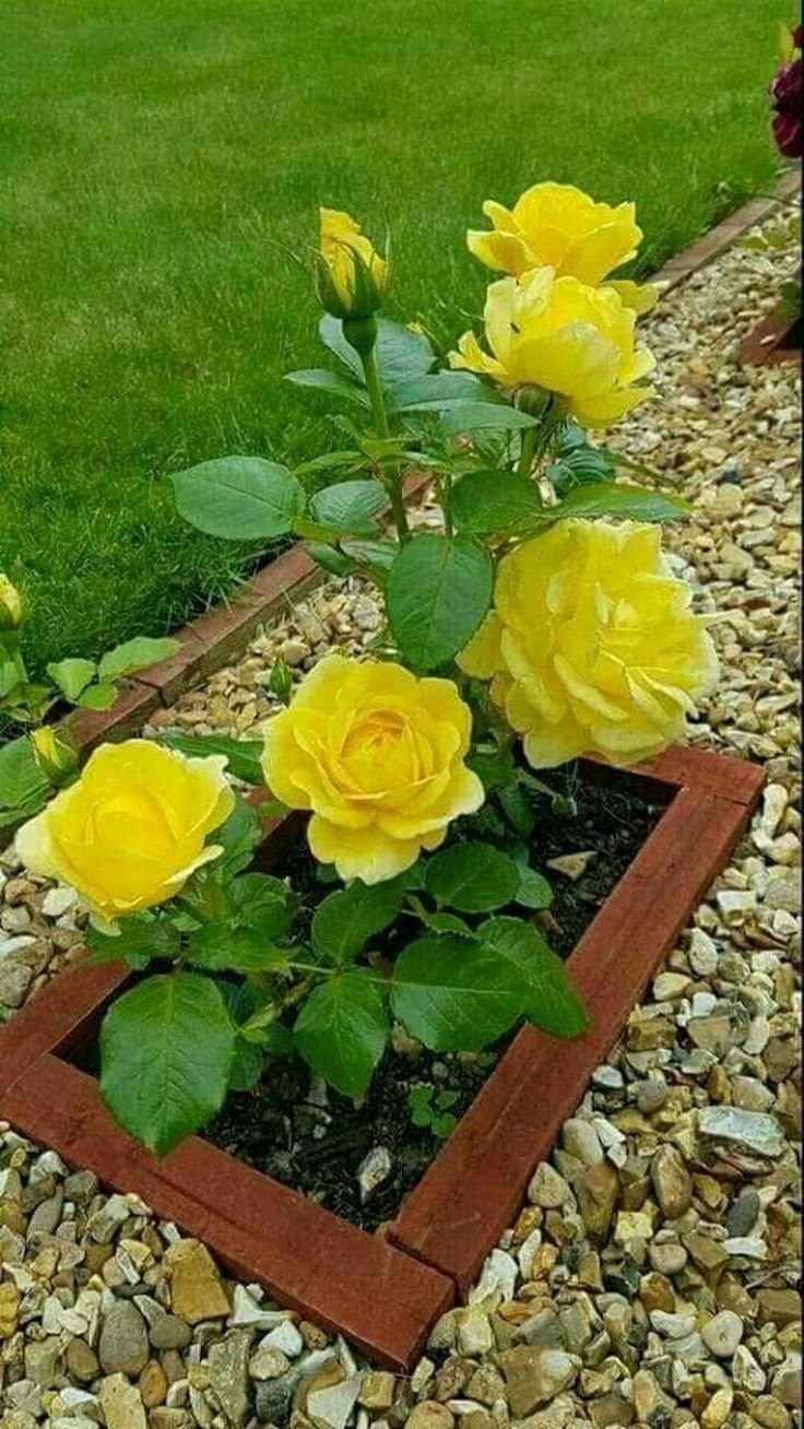 Роза почвопокровная желтая