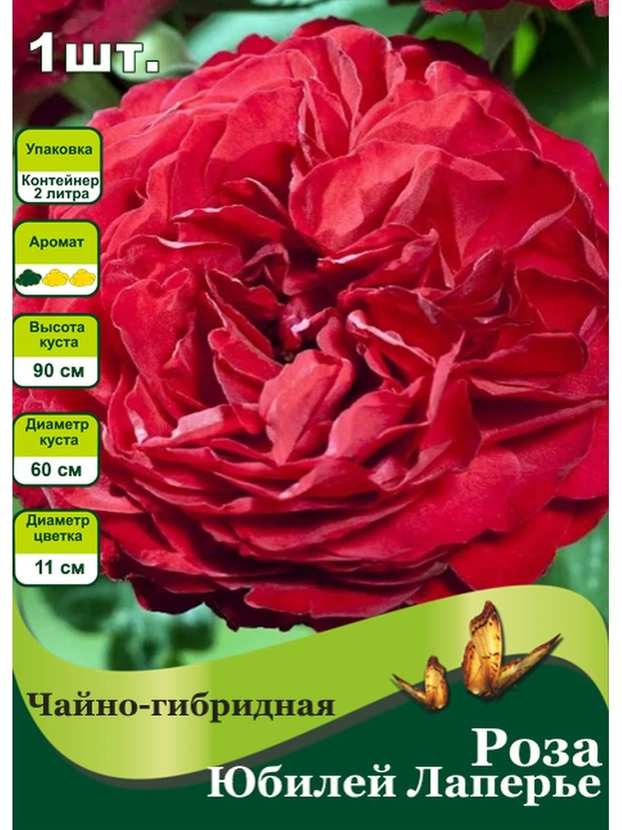 Роза юбилей лаперье