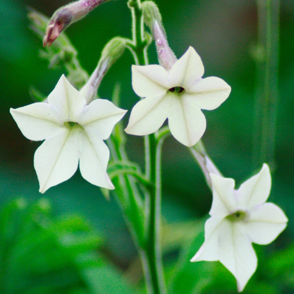 Цветы табака. Nicotiana Sylvestris.