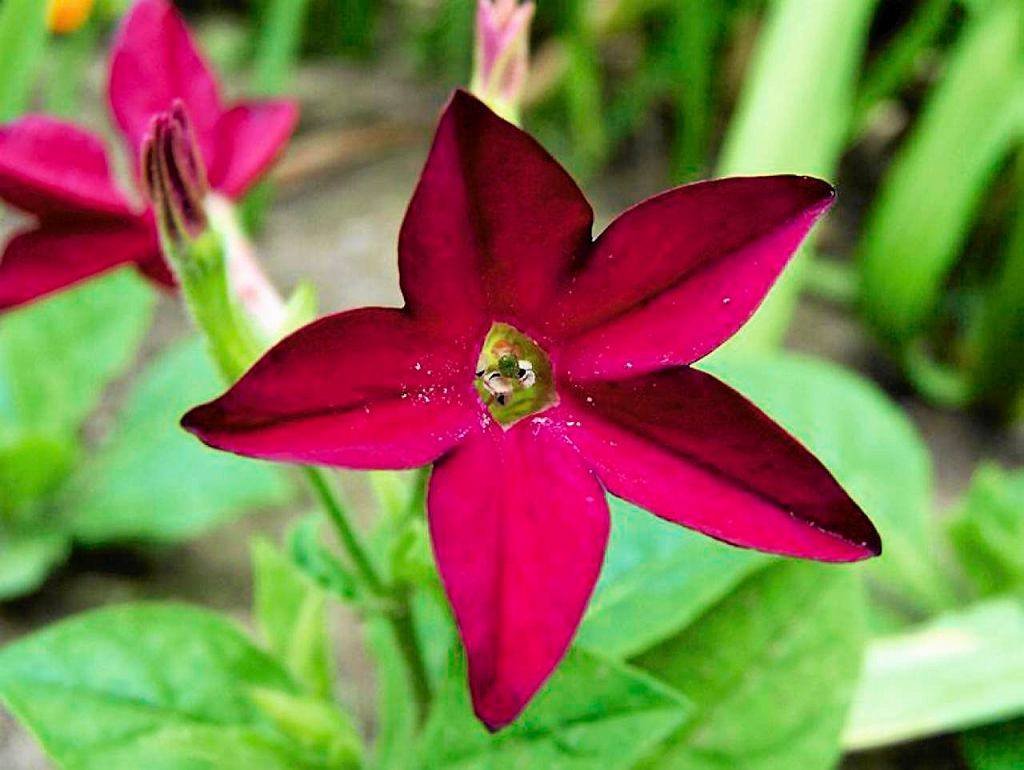 Цветы табака. Nicotiana longiflora.