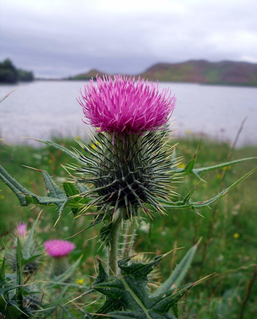 Шотландия цветок чертополоха