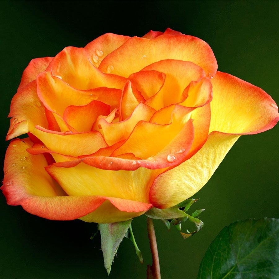 Роза флорибунда фламенко оранжевая