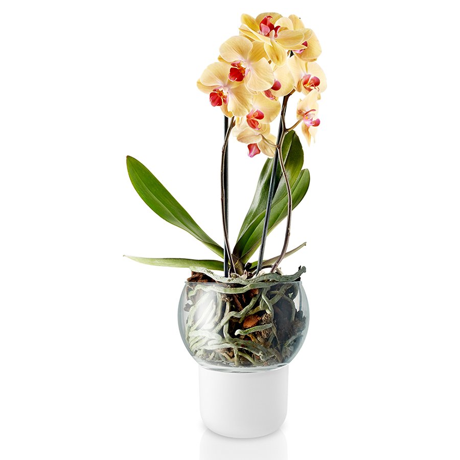 Орхидея ева