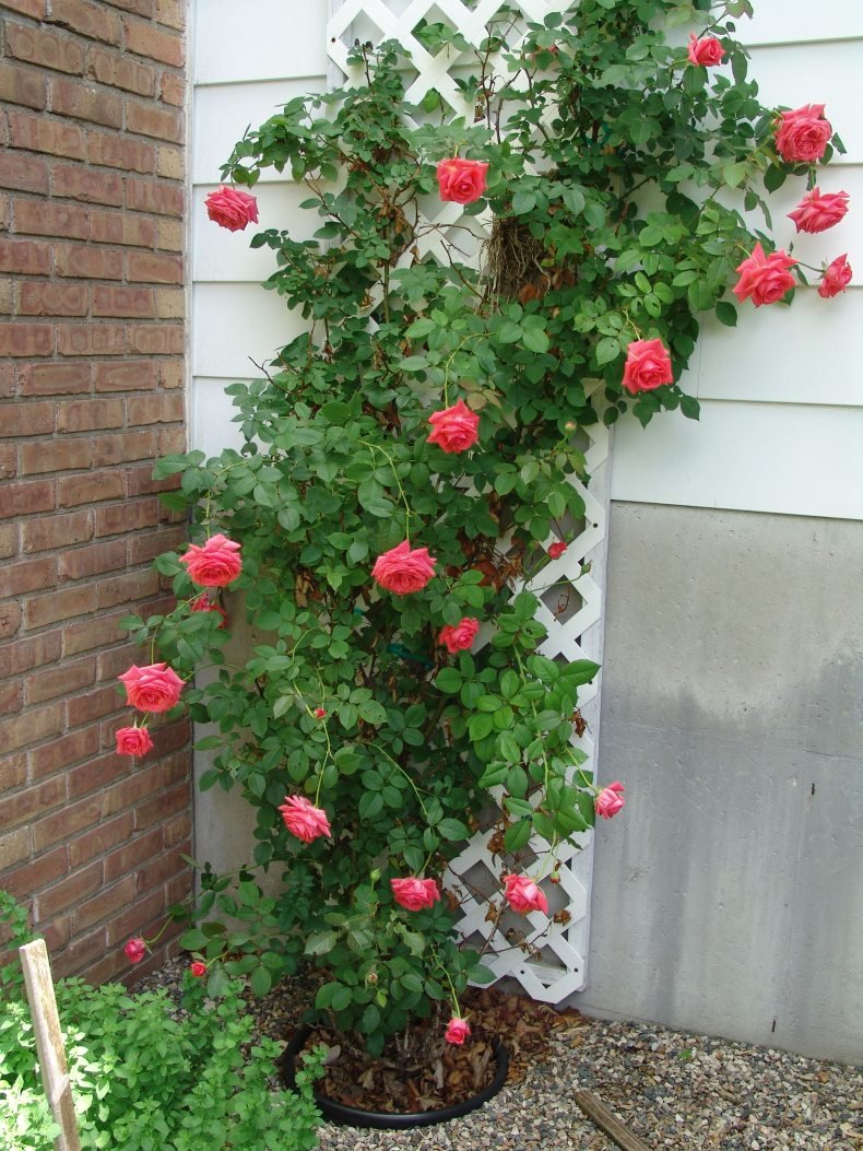 Climbing Rose плетистая роза
