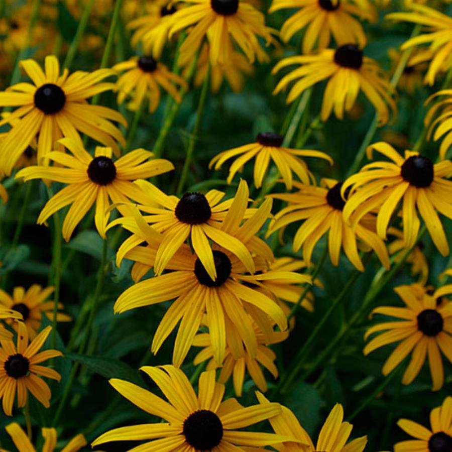 Рудбекия блестящая (Rudbeckia fulgida &#96;Goldsturm&#96;)