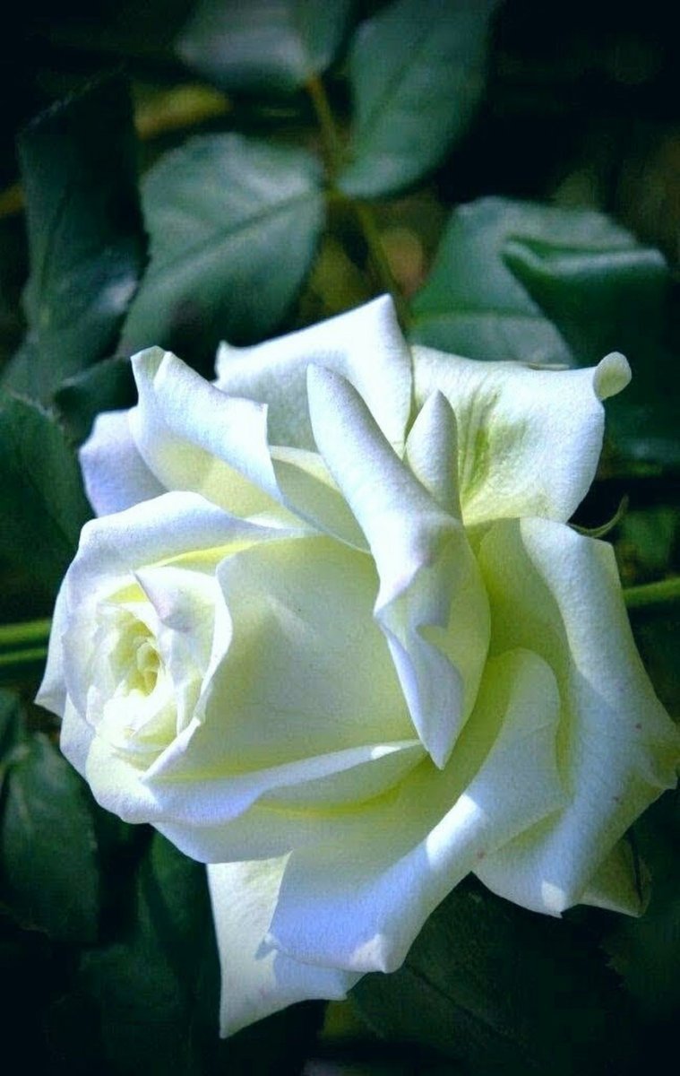 Роза белая с зеленоватым оттенком сорт