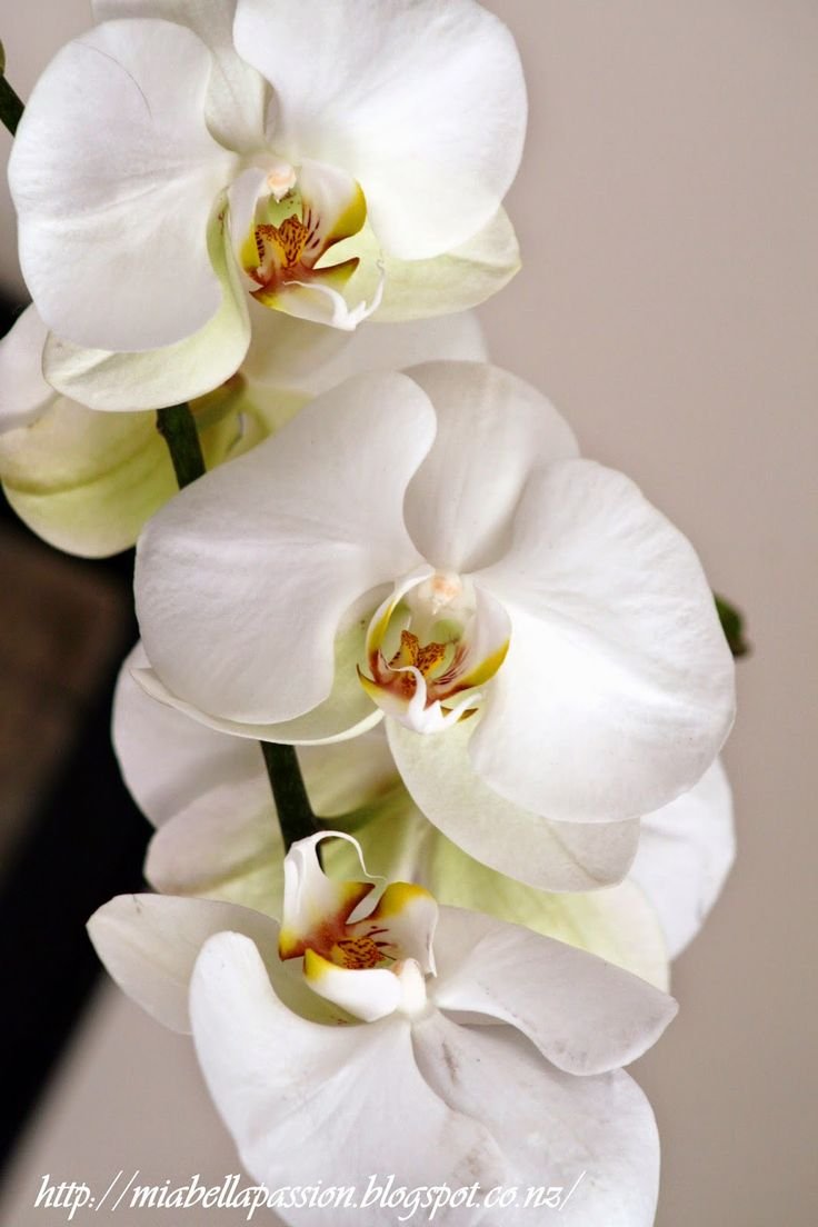 Орхидея фаленопсис пассион*