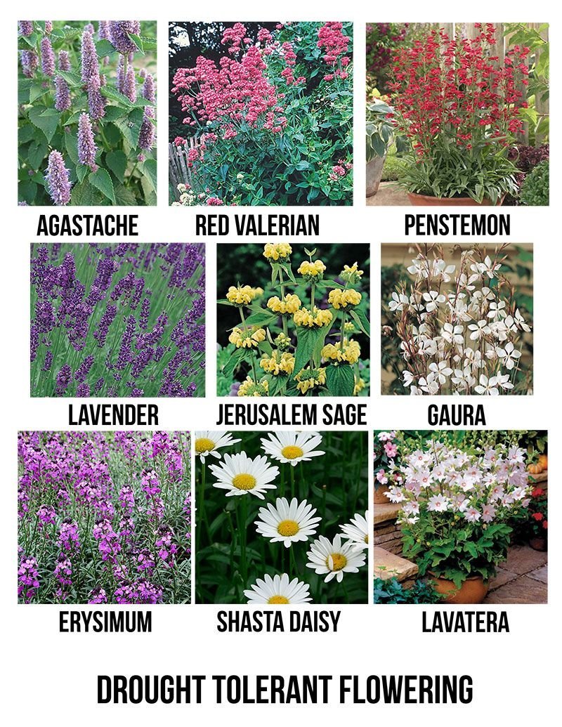 Засухоустойчивые цветы садовые список с фото