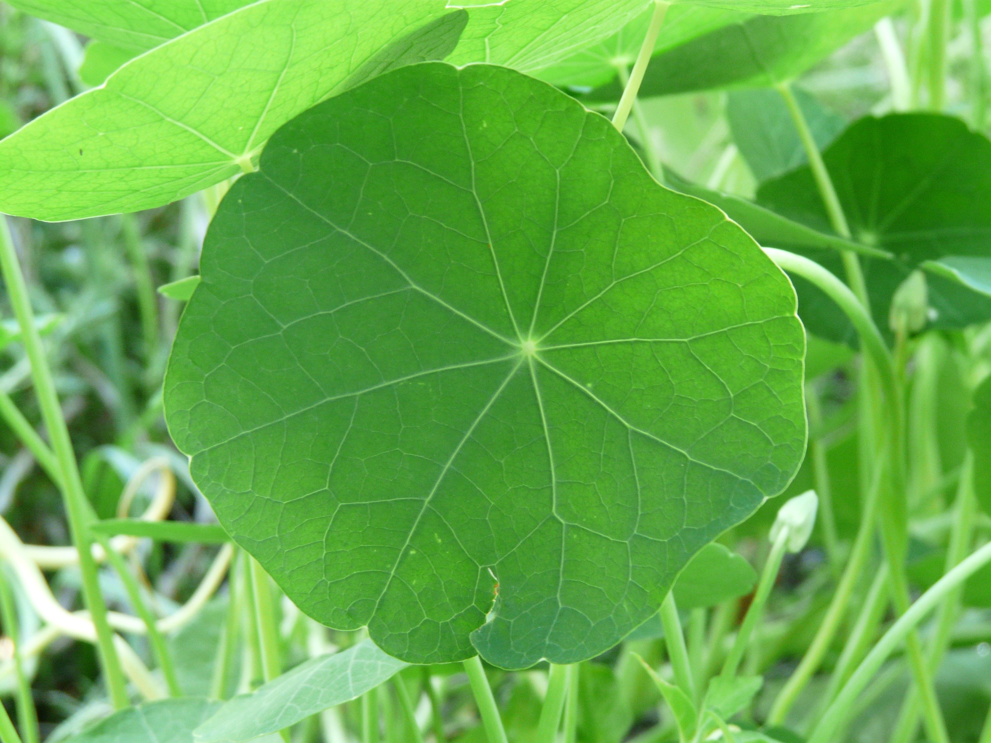 Продолговатый округлый. Настурция листья. Настурция микрозелень. Настурция форма листьев. Круглые листья.