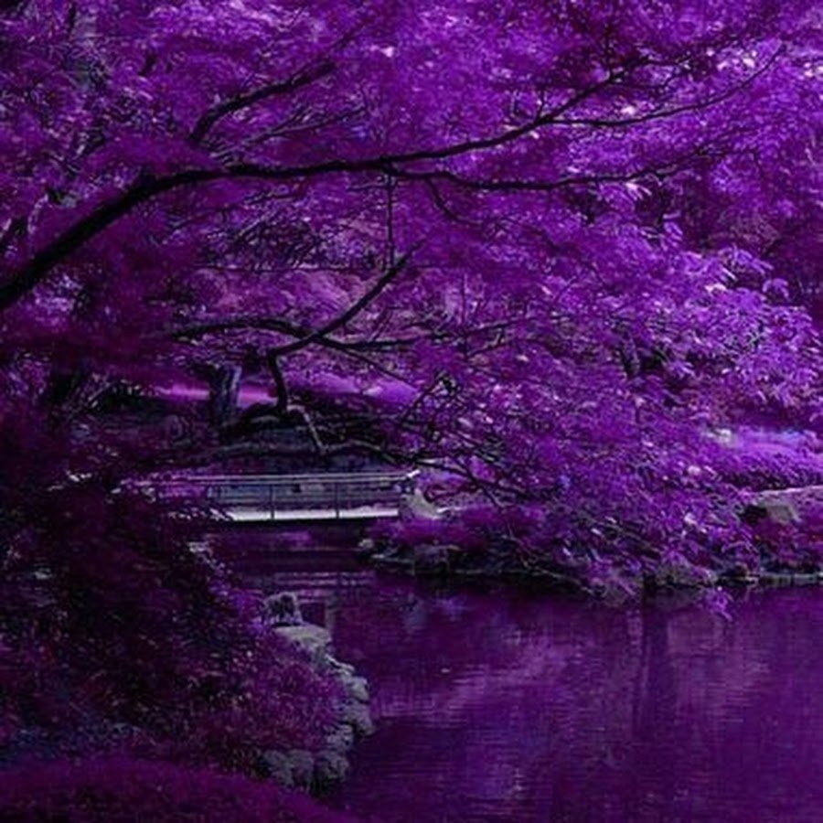 Фиолетовый в Китае