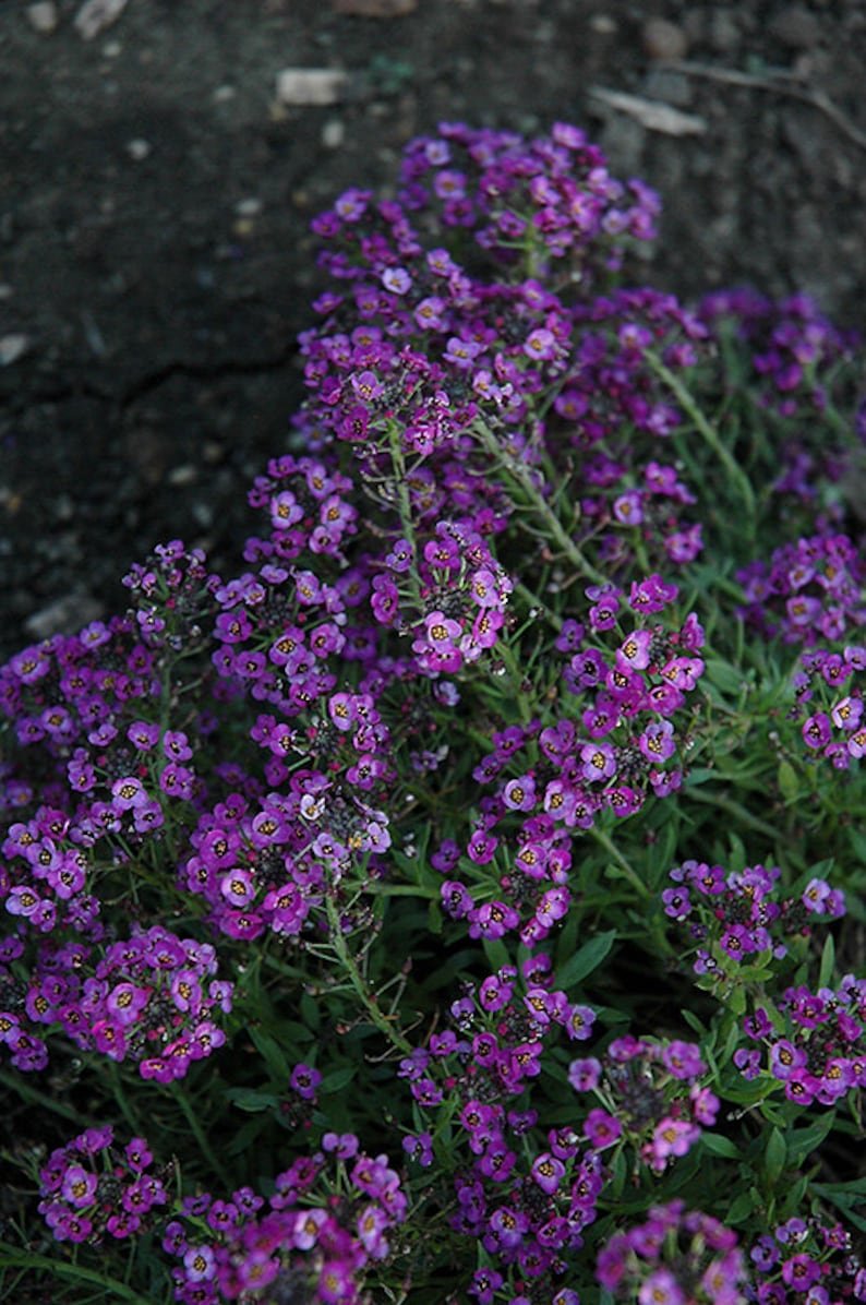 Алиссум Purple Shades