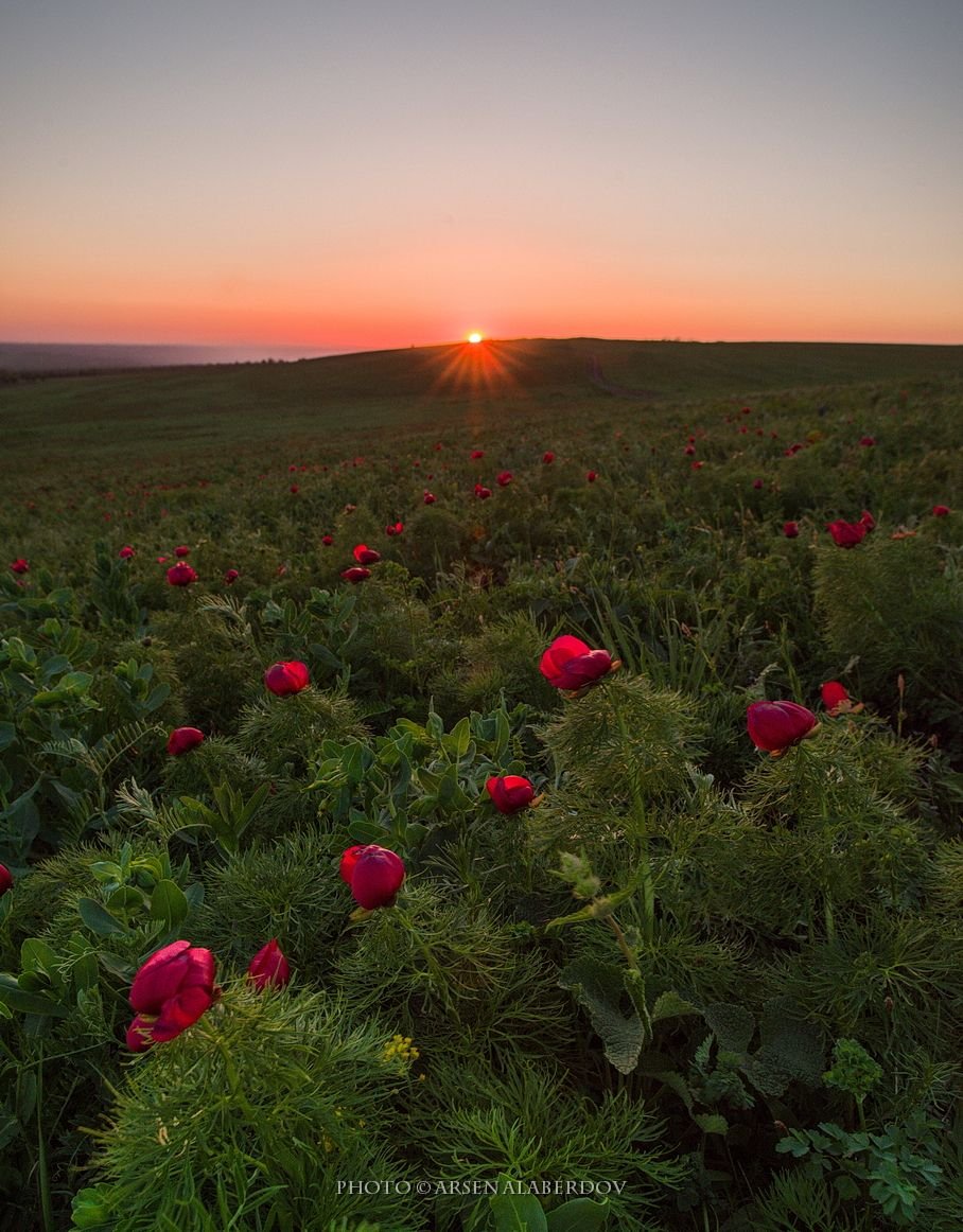 Лохмачи Стрижамент