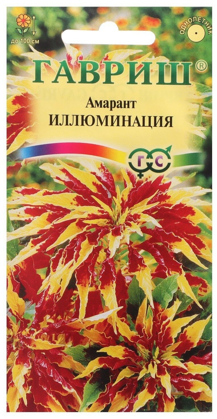 Амарант трехцветный Иллюминейшн