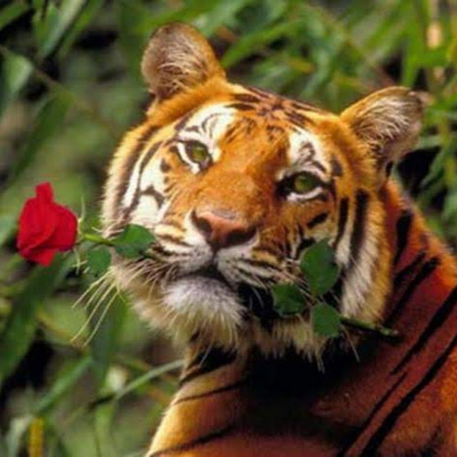 Тигр с цветами