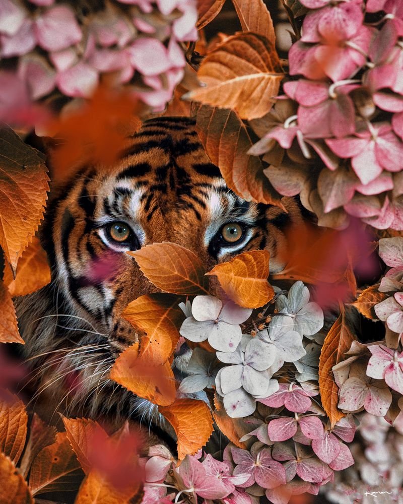 Тигровые цветы