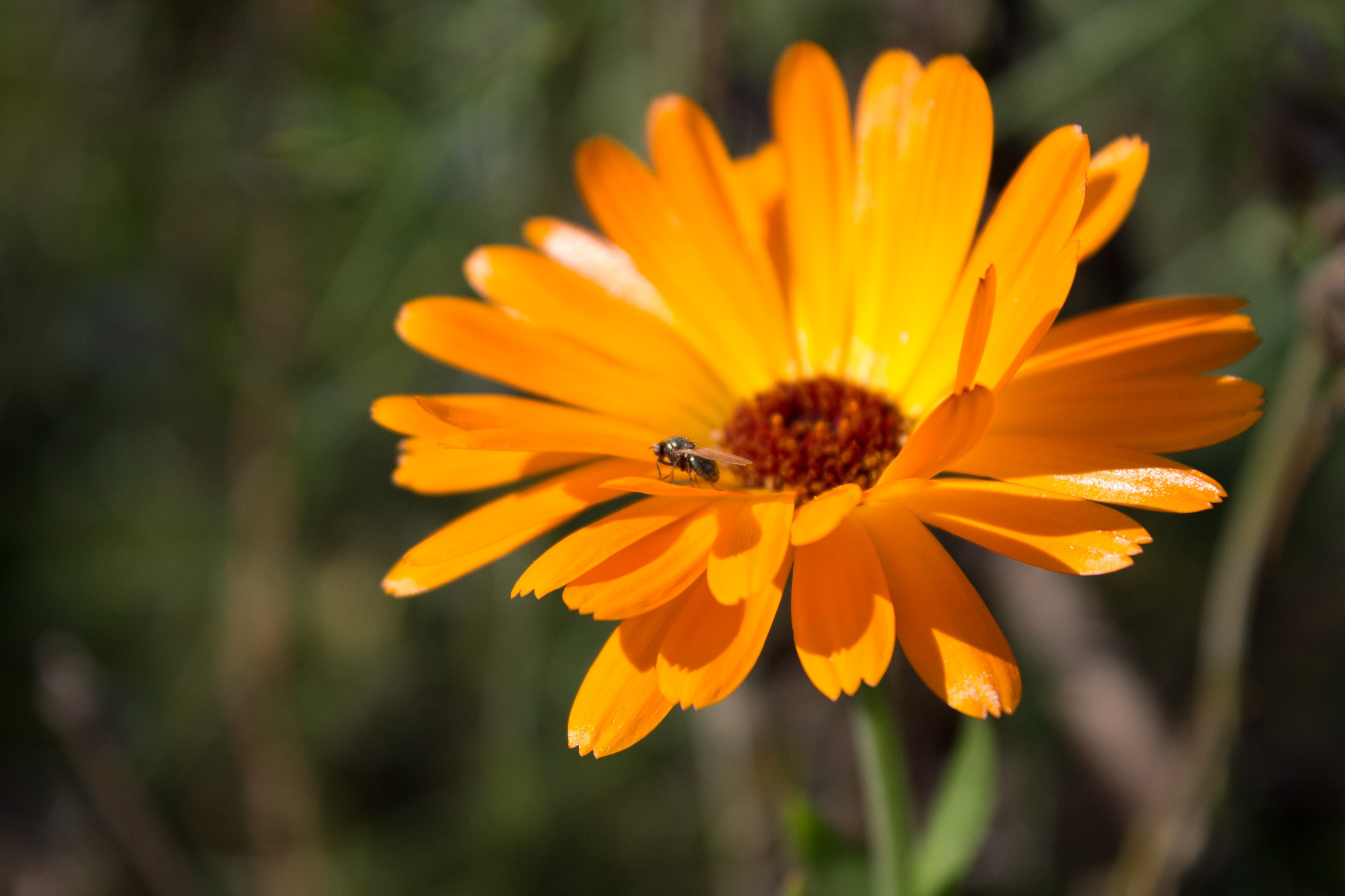 Orange fly. Оранжевые цветы с нектаром. Оранжевые ромашки как называются. Цветы с оранжевыми лепестками. Оранжевые цветы похожие на ромашки ноготки.