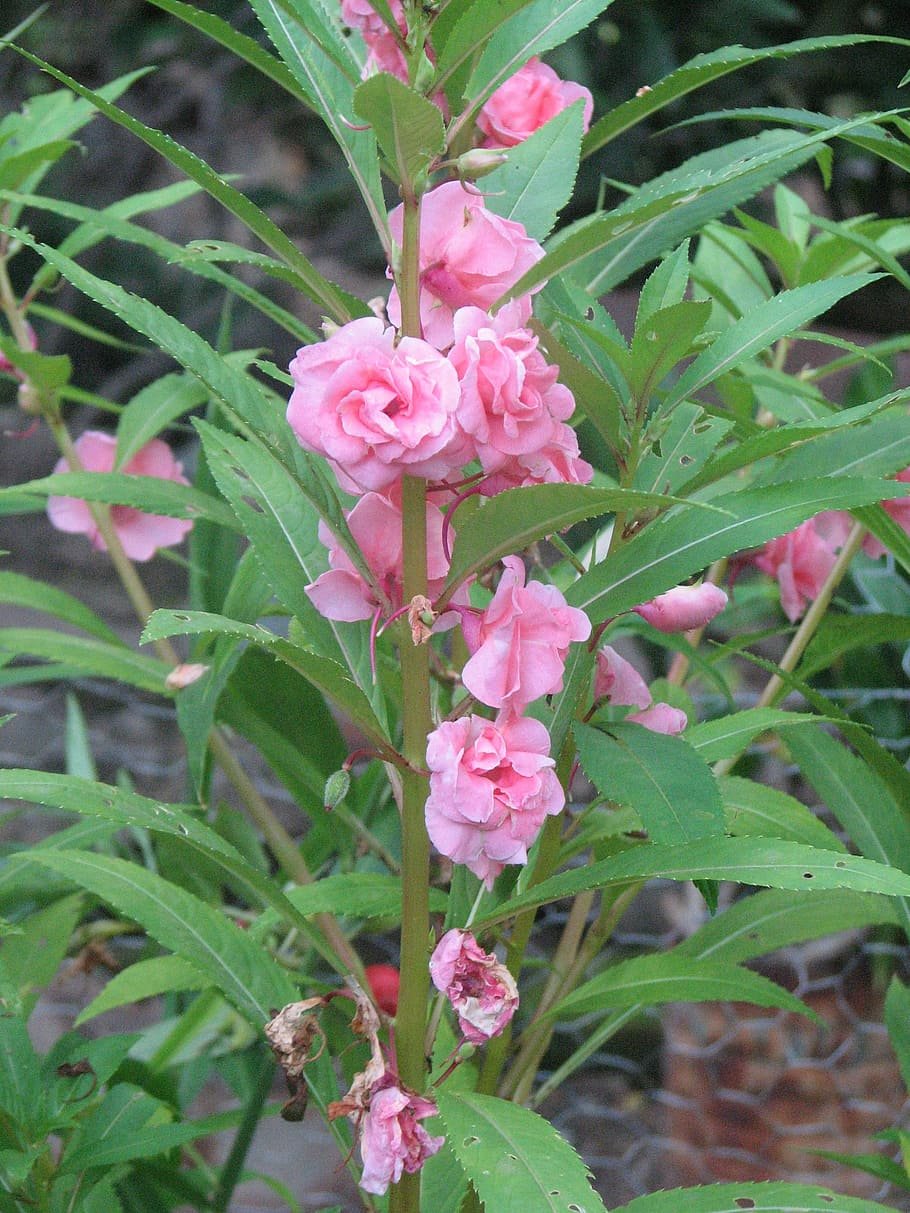 Растение с розовыми цветами