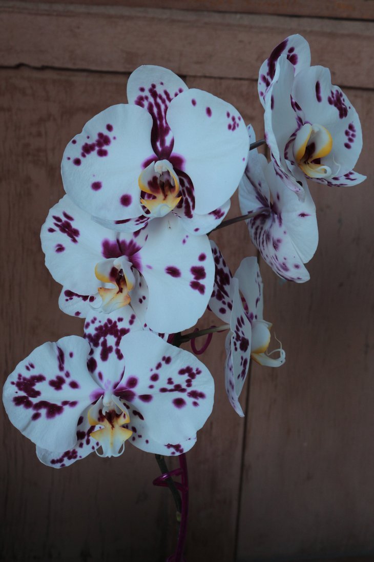 Орхидея фаленопсис полька дотс