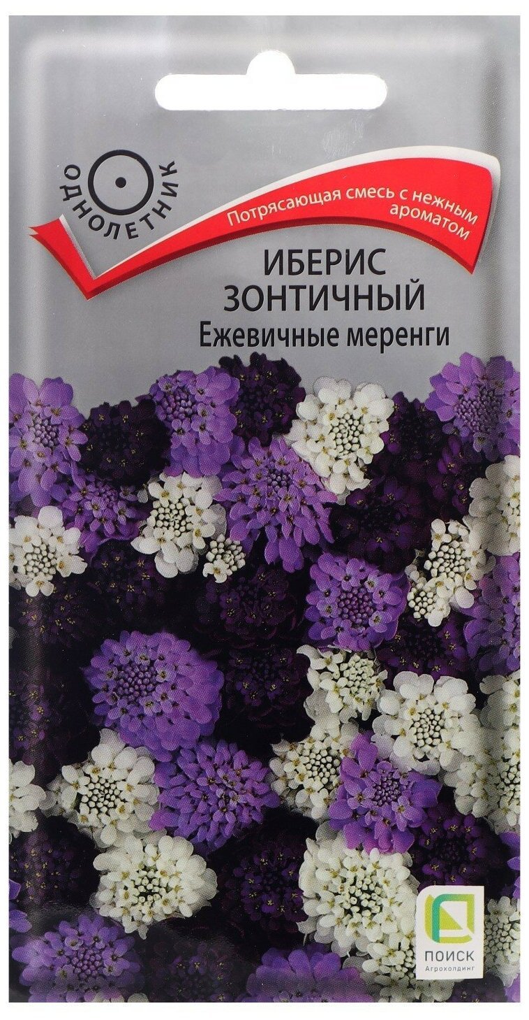 Цветок иберис зонтичный ежевичные меренги