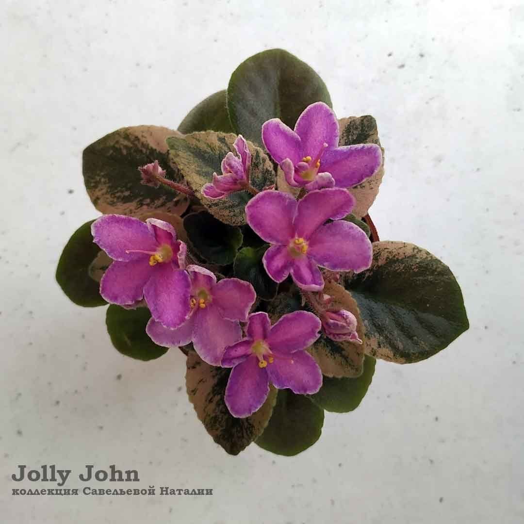 Jolly John фиалка