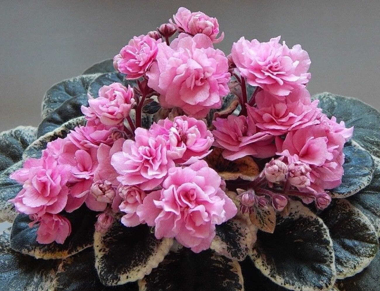 Фиалка Pink African Violet