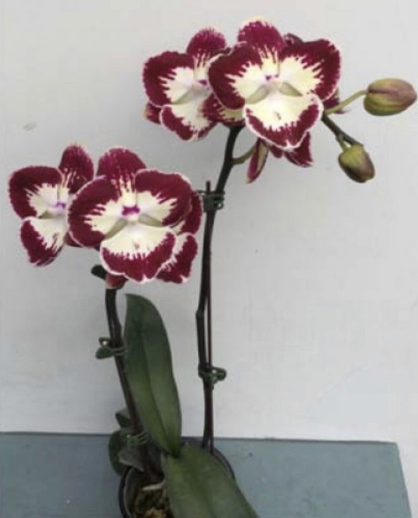 Phalaenopsis дхарма