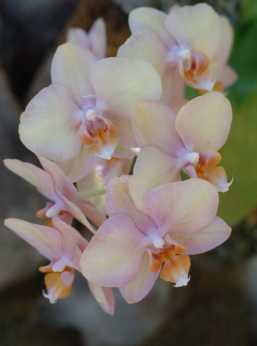 Phal. Peaches Орхидея