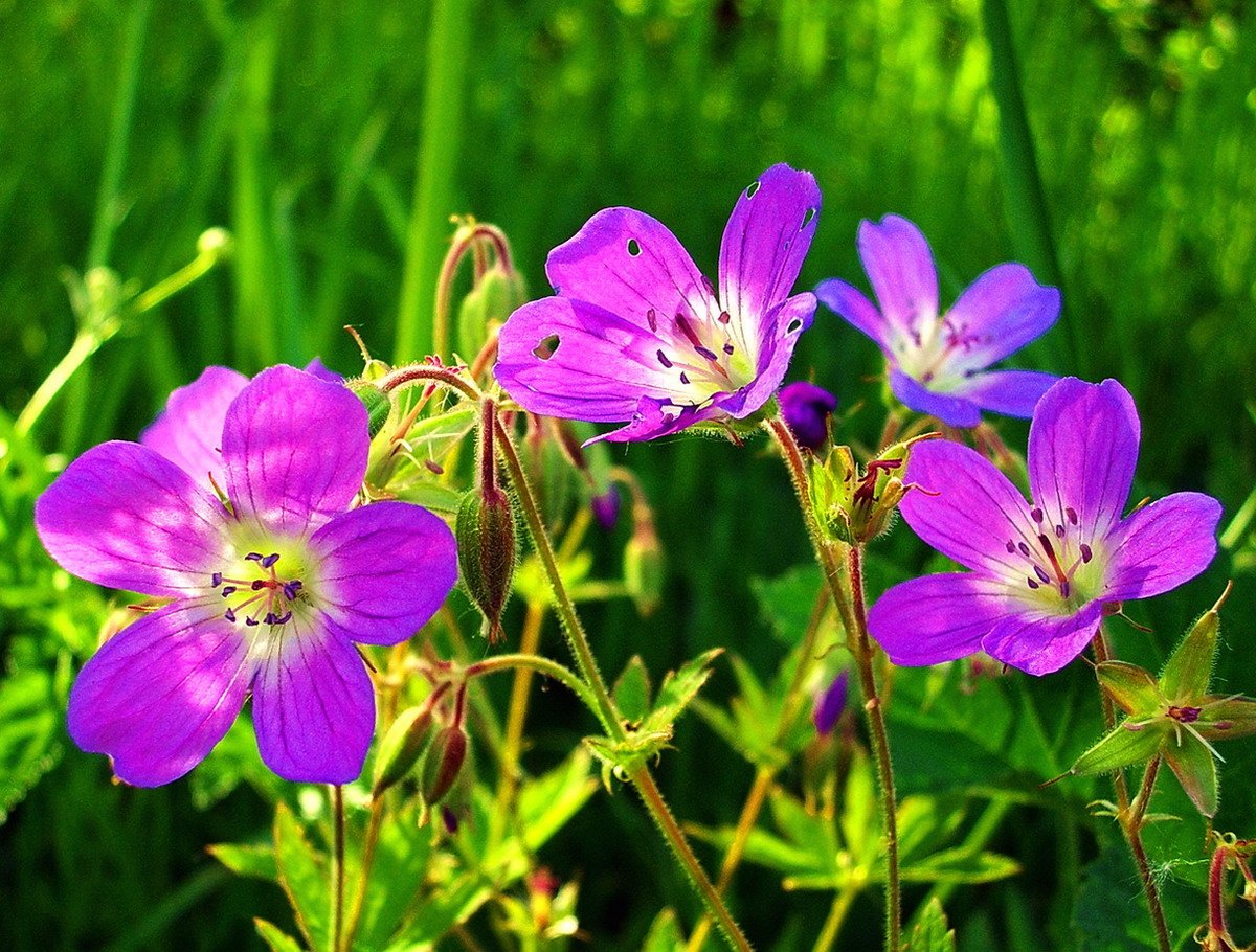 Герань Луговая []* (Geranium pratense