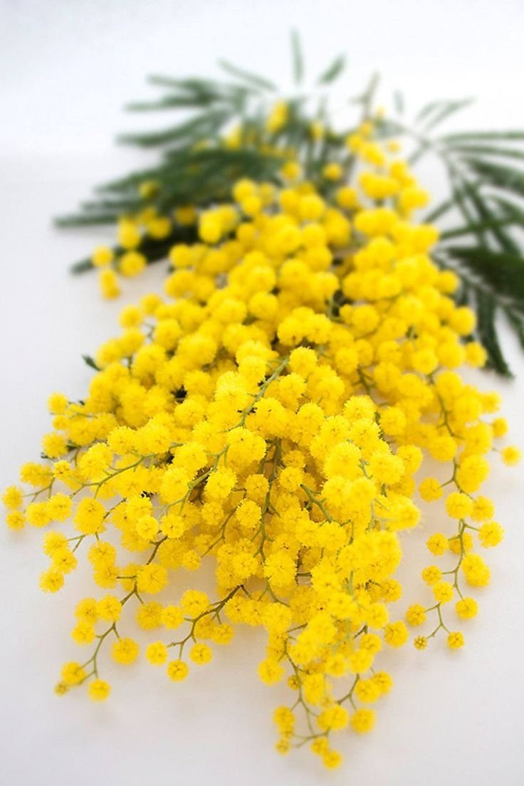 Premium Yellow Mimosa