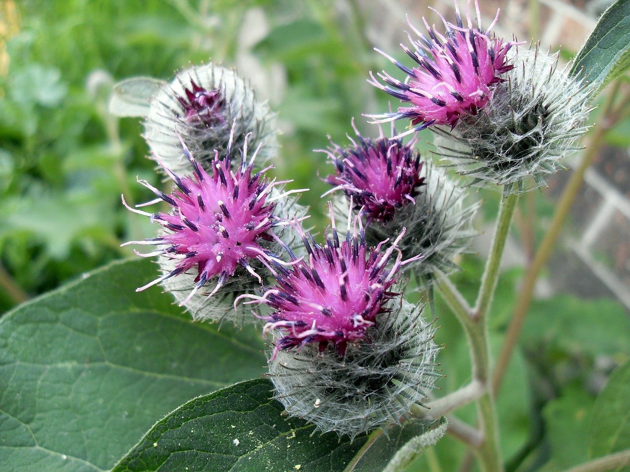 Лопух большой Arctium Lappa l