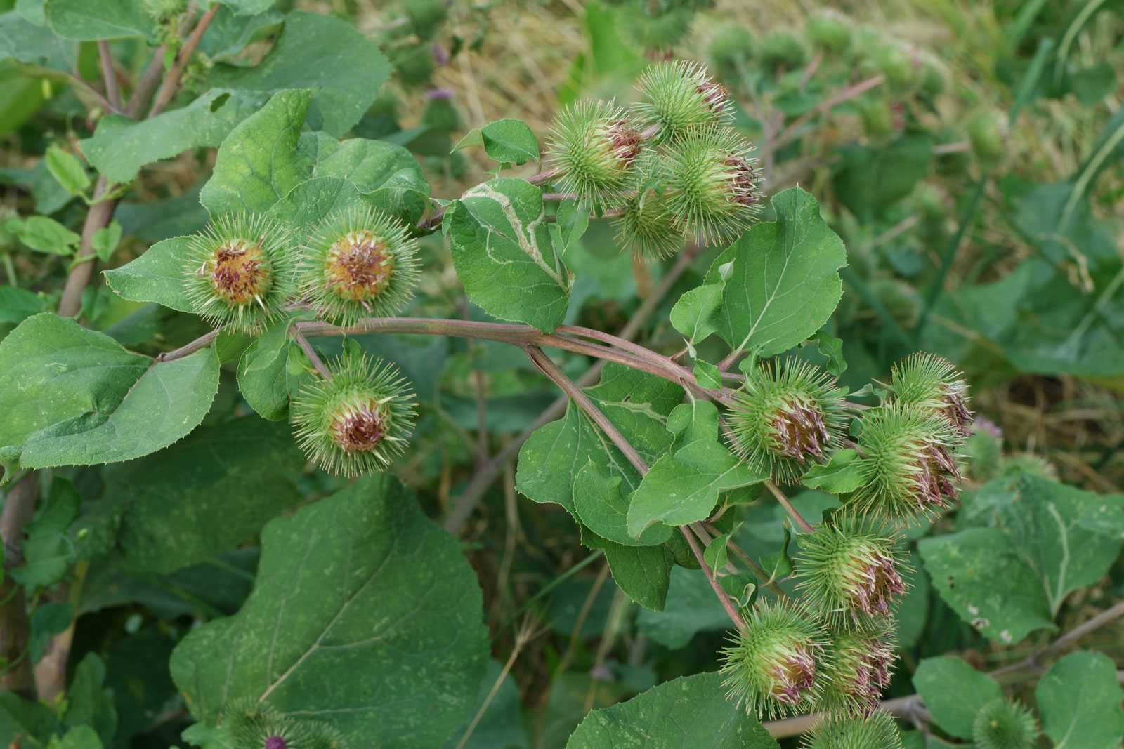 Лопух большой Arctium Lappa l