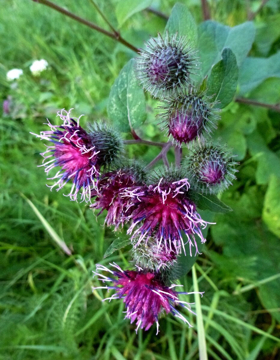 Лопух большой Arctium Lappa l