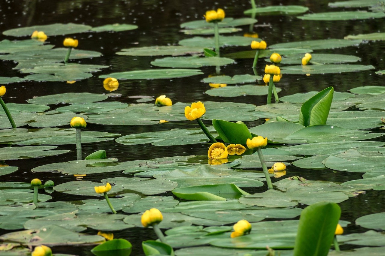 Кубышка (Nuphar)