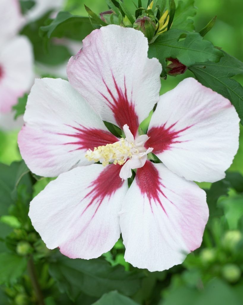 Гибискус Hibiscus Hamabo