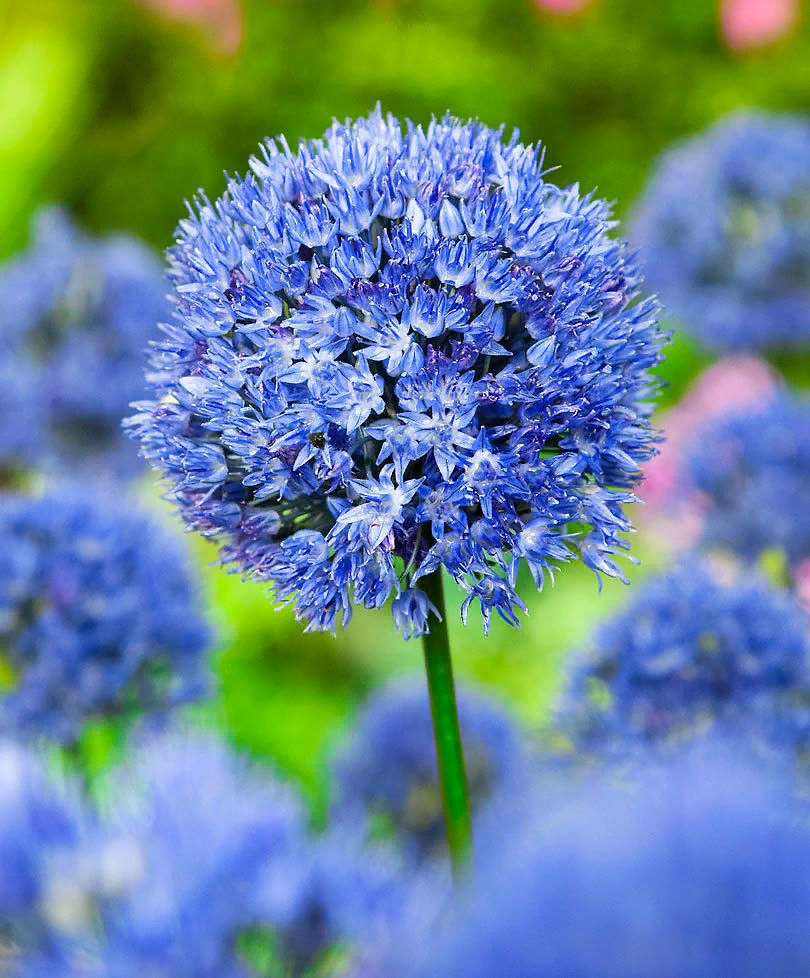 Лук голубой Allium caeruleum