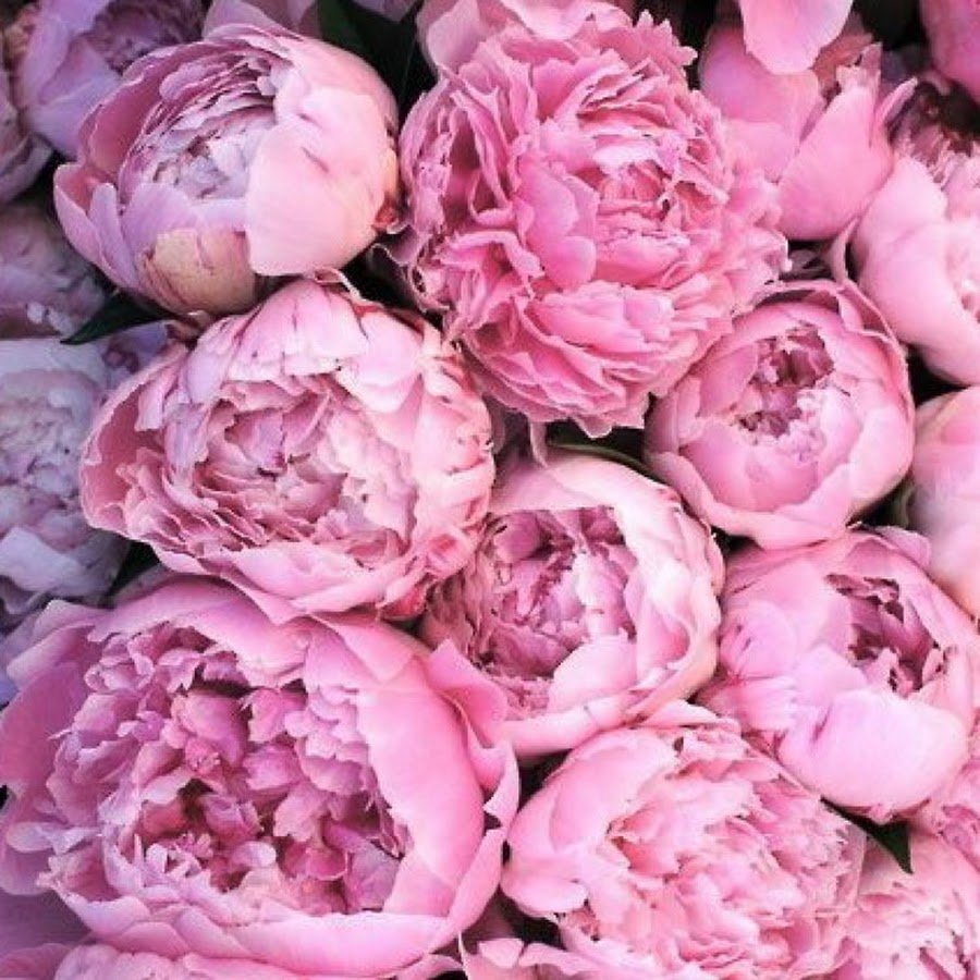 Пионовидная роза Peony Pink