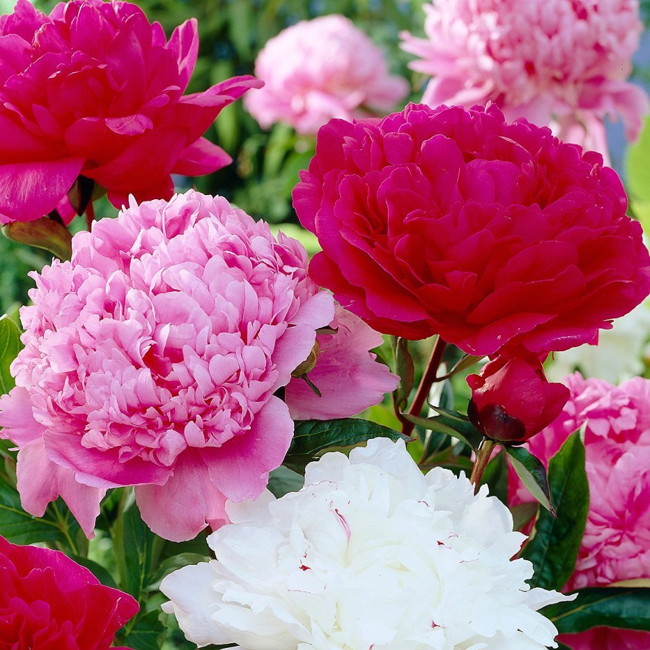 Paeonia Cotton Candy